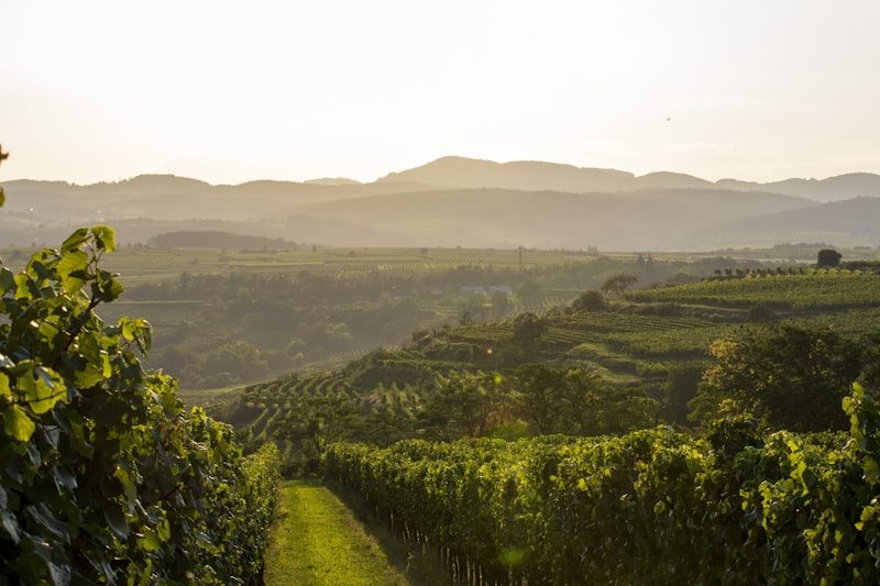 Viñedos del Cachapoal Valley al amanecer