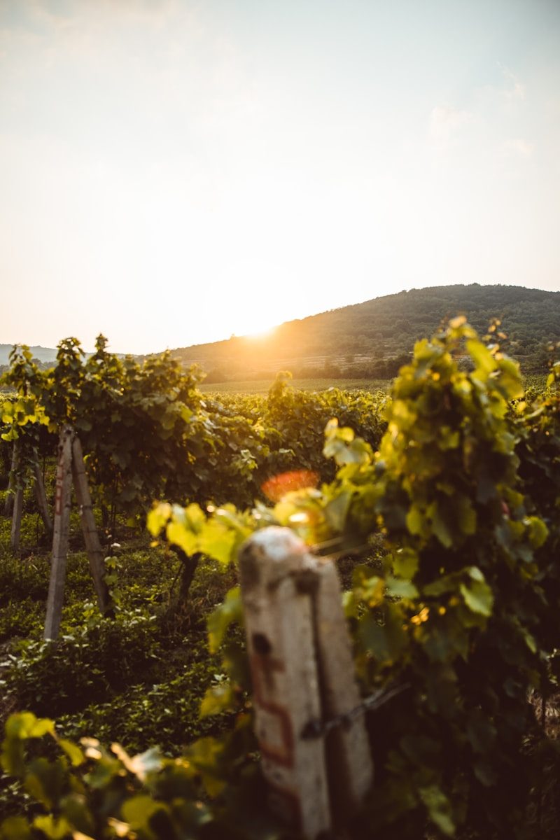 Viñedos del Casablanca Valley con sol de tarde