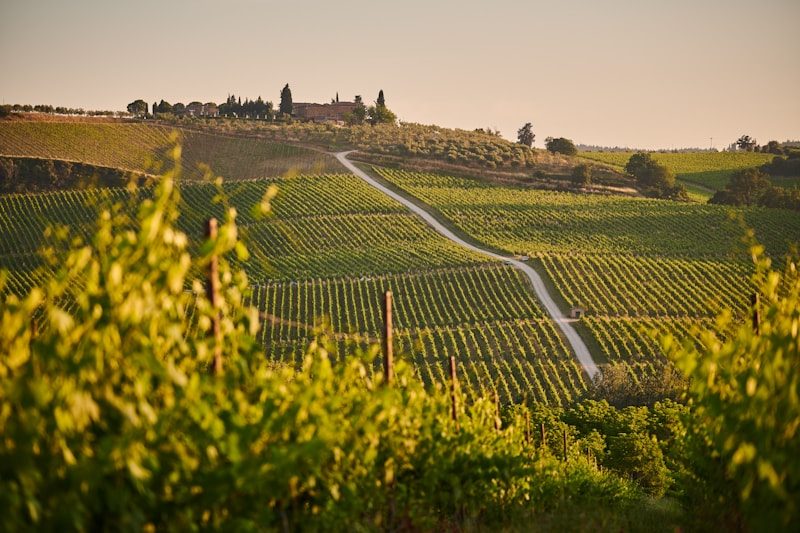 Viñedos en ladera del Colchagua Valley