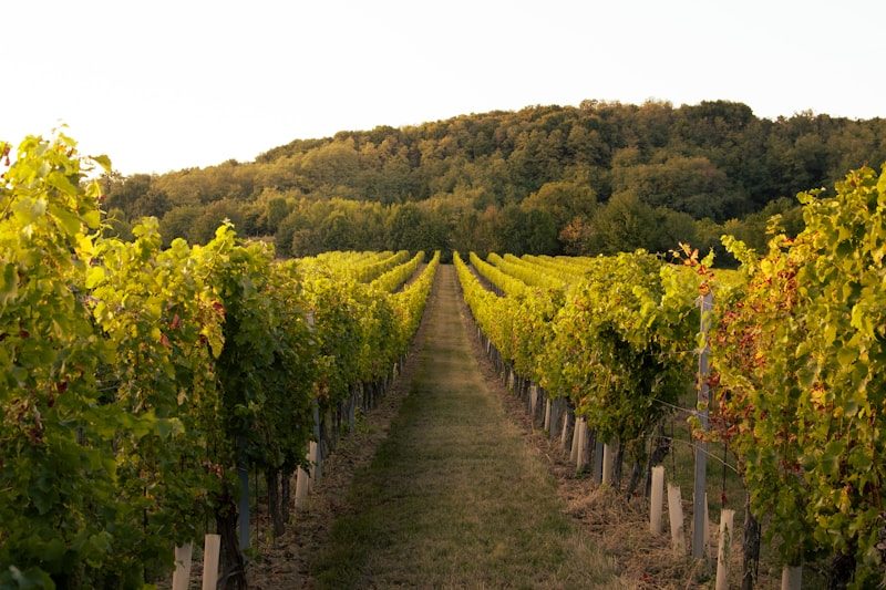 Viñedos del Limarí Valley al atardecer
